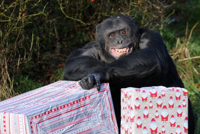 A Chimpanzee opens its Christmas presents at ZSL Whipsnade Zoo on December 17, 2013 in Bedfordshire, England. (Photo by Tony Margiocchi/Barcroft Media)