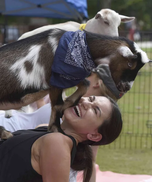 Junior Ariana Karimian laughs as a goat named Harry climbs on her during a goat yoga class, Wednesday, August 18, 2021, as part of Welcome Week at the University of Tennessee at Chattanooga, Tenn. (Photo by Matt Hamilton/Chattanooga Times Free Press via AP Photo)