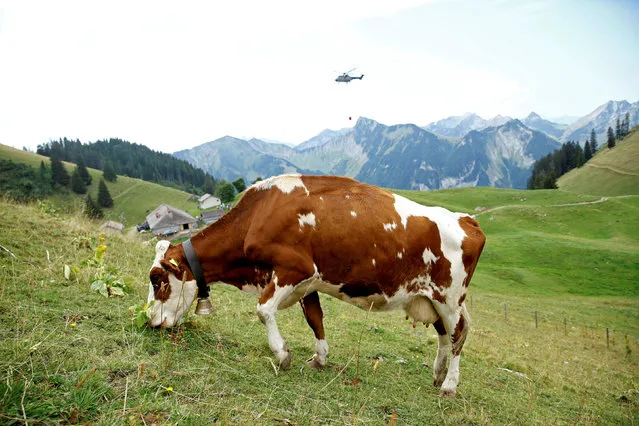 A cow is seen as Swiss Air Force Super Puma helicopter delivers water for cows in a pasture due to an ongoing drought near Rossiniere, Switzerland, August 7, 2018. (Photo by Denis Balibouse/Reuters)