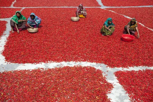 Women process and dry red chili pepper under sun near Jamuna river, 240 kms north-west of Dhaka in Gaibandha, Bangladesh on February 23, 2016. Everyday they earn less than USD $1 (Taka. 70) after work 10 hours a day. Gaibandha area in Bangladesh which is affected by flood throughout the monsoon season each year. The char areas have some of the highest levels of poverty in the country. Red chili is the main source of income in the area and mostly women are engaged in its production and processing along with their regular unpaid care work. Women in this area have limited or no access to markets or finance; they have less bargaining power and limited income. (Photo by Zakir Hossain Chowdhury/Anadolu Agency/Getty Images)