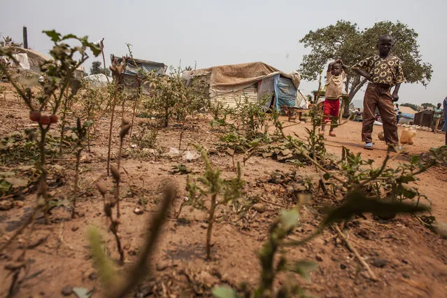 A  dying vegetable garden outside the tent of Marie Valentine in M'Poko Internally Displaces Persons Camp in Bangui, Central African Republic on Tuesday, February 16, 2016. Due to the lack of food aid into the camp, many IDPs have grown their own food in private gardens to survive. But due to the lack of rain in recent months, many gardens are failing leaving the IDPs desperate for food once again. (Photo by Jane Hahn/The Washington Post)