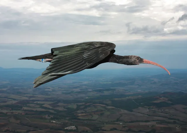 In this undated photo made available by journal Nature on January 15, 2014, a northern bald ibis (Geronticus eremita) flies in Tuscany, Italy. A new study released Wednesday, January 15, 2014 says the birds choreograph the flapping of their wings, getting a boost from an updraft of air in the wake of the flapping wings by flying behind the first bird and off to the side. When a flock of birds take advantage of these aerodynamics, they form a V. (Photo by Markus Unsöld/AP Photo)