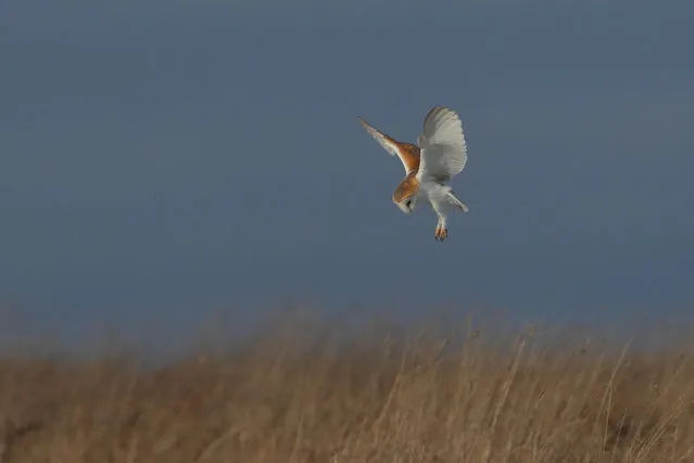 A barn owl swoops on its prey in the Cotswolds, England. (Photo by Christopher Cook/Alamy Stock Photo)