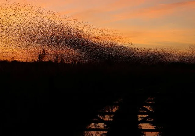 Murmurations of thousands of starlings fly as they return to roost at dusk on the Somerset Levels, Glastonbury in Somerset, south west Britain on December 15, 2023. (Photo by Toby Melville/Reuters)