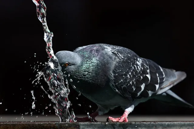 A pigeon drinks at a public fountain during a heatwave, in Mulhouse, eastern France, on August 22, 2023. (Photo by Sebastien Bozon/AFP Photo)