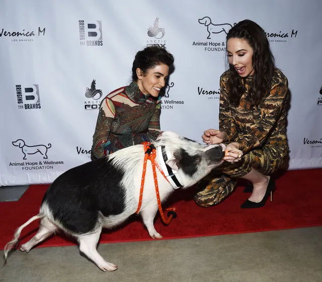 (L-R) Actress Nikki Reed, Pickles the Pig and comedian Whitney Cummings attend The Animal Hope & Wellness Foundation's 2nd Annual Compassion Gala at Playa Studios on March 03, 2019 in Culver City, California. (Photo by Amanda Edwards/Getty Images)