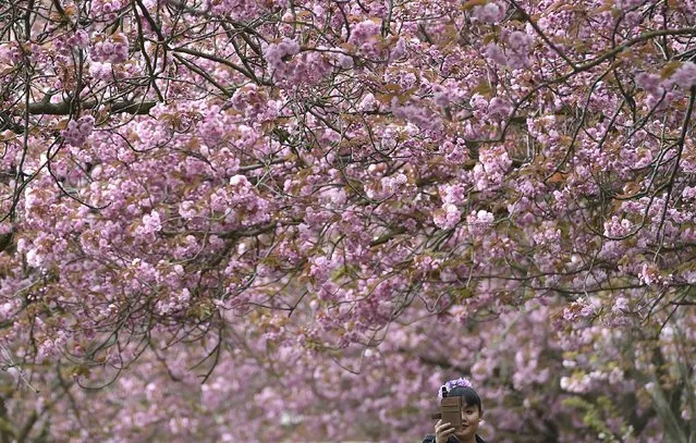 A woman takes “selfies” on a camera phone along an avenue of cherry trees coming into blossom in Greenwich Park, south London, April 19, 2015. (Photo by Toby Melville/Reuters)
