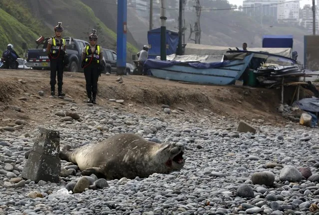 An elephant seal is guarded  by police and volunteers after it was found in a sick condition on a beach at Miraflores district of Lima, March 11, 2016. (Photo by Mariana Bazo/Reuters)