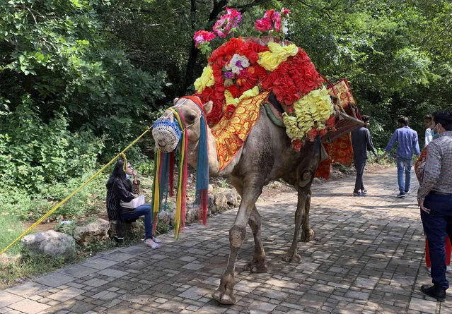 A decorated camel provides rides to children visiting the Daman-e-Koh park, north of Islamabad, Pakistan, Sunday, October 3, 2021. (Photo by Rahmat Gul/AP Photo)