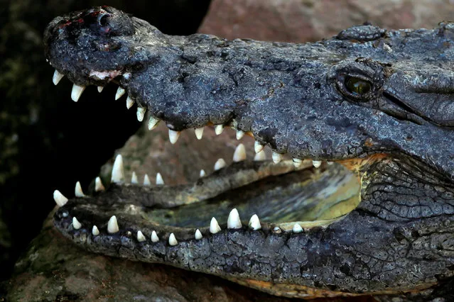 A Nile crocodile (Crocodylus niloticus) opens its mouth in its enclosure at Bioparc Fuengirola in Fuengirola, near Malaga, southern Spain, February 8, 2017. (Photo by Jon Nazca/Reuters)