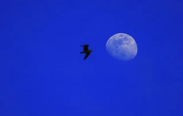 A seagull flies by the moon before the sunset on a clear sky over Vacaresti Nature Park in Bucharest, Romania, 20 February 2024. On 05 June 2014, the Lake Vacaresti zone was declared a protected natural area by the government of Romnaia and named Vacaresti Nature Park, being the only wild park within the city limits. (Photo by Robert Ghement/EPA/EFE)