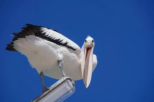 An Australian Pelican (Pelecanus Conspicillatus) opens it's pink bill while perched on a lampost in Adelaide, S. Australia on February 28, 2024. (Photo byAmer Ghazzal/Alamy Live News)