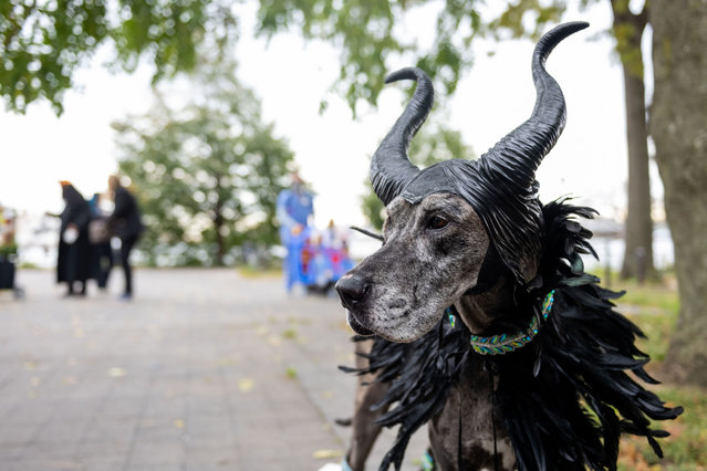 Shadow, the Great Dane is dressed in a “Maleficent” costume as they participate in the Annual Tompkins Square Halloween Dog Parade on October 23, 2021 in New York City. Last year the parade was cancelled due to the coronavirus pandemic. (Photo by Alexi Rosenfeld/Getty Images)