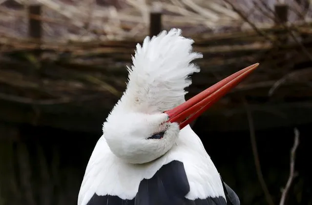 A white stork turns his head as he stands in an enclosure of wildlife park “Opel Zoo” in Kronberg, Germany, March 20, 2016. (Photo by Kai Pfaffenbach/Reuters)
