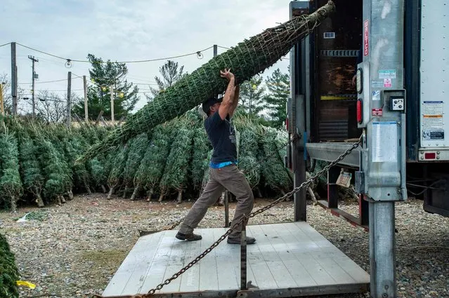 Company owner Illan Kessler, 48, carries a large tree on his shoulder to load a truck at North Pole Xmass Trees in Nashua, New Hampshire on November 21, 2021. The farm  established in 1971, is celebrating 50 years of dong wholesale and retail business.  The owners, Illan, 48, and his father George Kessler, 78, own land in Colebrook, New Hampshire where they gown their own trees to sell.  They also import varieties of trees from other farms that they then turnaround and sell across the country to other tree sellers. They sell dozens of variety of evergreens in the form of trees, from under a meter to several meters tall, with an estimated sale of 80,000 trees per season. (Photo by Joseph Prezioso/AFP Photo)