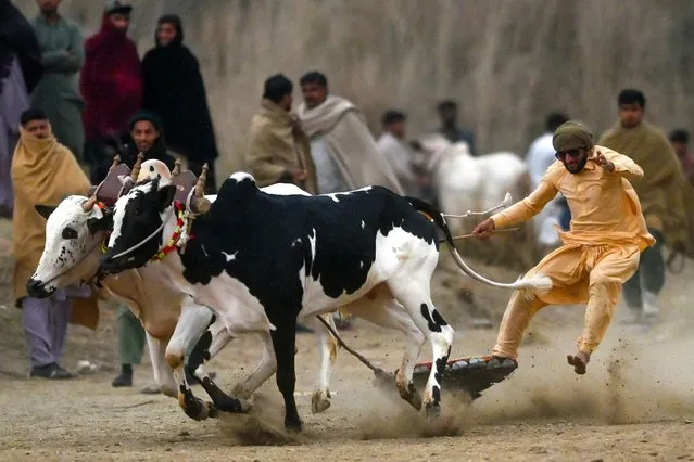 A farmer competes in a traditional bull race at Swabi on February 18, 2024. (Photo by Abdul Majeed/AFP Photo)