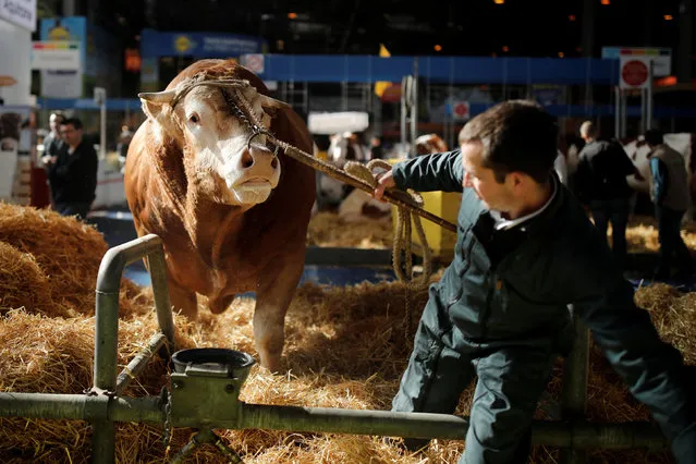 A French farmer leads his bull on the eve of the opening of the International Agricultural Show in Paris, France, February 24, 2017. The Paris Farm Show runs from February 25 to March 5, 2017. (Photo by Benoit Tessier/Reuters)