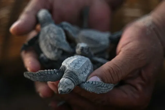A forest department worker displays newly hatched Olive Ridley turtles at a hatchery along a beach after their eggs were collected by the volunteers and forest department workers from along the coastline of Bay of Bengal, in Chennai on April 1, 2024. (Photo by R.Satish Babu/AFP Photo)