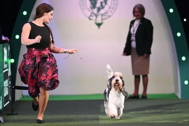 The Basset Griffon Vendeen, “Getme” with handler Anouk Huikeshoven compete in the ring during the Best in Show event on the final day of the Crufts dog show at the National Exhibition Centre in Birmingham, central England, on March 10, 2024. (Photo by Oli Scarff/AFP Photo)