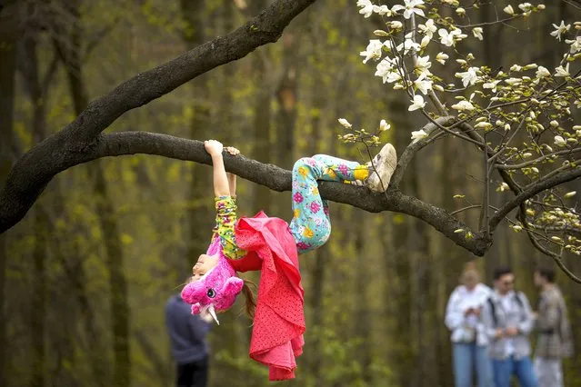 A child wearing a unicorn hat climbs a tree in the Magnolia garden of the National Botanical Garden, in Kyiv Ukraine, April 7, 2024. (Photo by Vadim Ghirda/AP Photo)