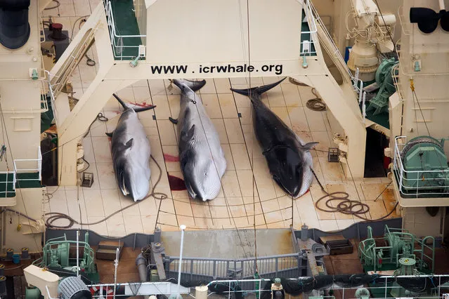 In this file photo taken on Sunday, Jan. 5, 2014 and supplied by Sea Shepherd Australia on Monday, January 6, 2014, three dead minke whales lie on the deck of the Japanese whaling vessel Nisshin Maru, in the Southern Ocean. The International Court of Justice is ruling Monday on Japan's whaling program in Antarctic waters, in a case brought by Australia. (Photo by Tim Watters/AP Photo/Sea Shepherd Australia)