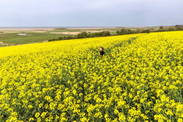 The rapeseed is in bloom in Salthouse on the north Norfolk coast, UK in the first decade of April 2024. (Photo by Jack Hill/The Times)