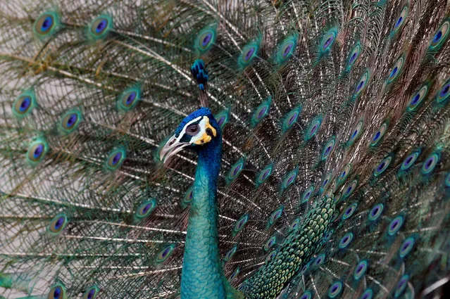 A peacock spreading its feathers is seen at the Wat Phra Dhammakaya temple, in Pathum Thani province, Thailand March 10, 2017. (Photo by Chaiwat Subprasom/Reuters)