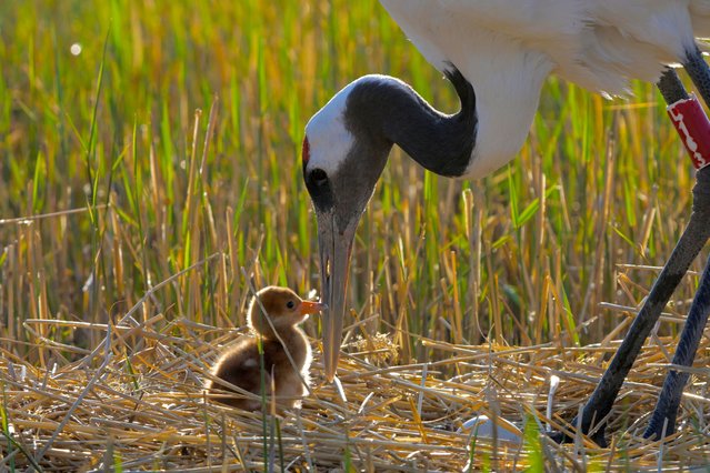 A red-crowned crane guards its chick and egg at Zhalong National Nature Reserve in Qiqihar, northeast China's Heilongjiang Province, May 7, 2024. Zhalong National Nature Reserve has made a detailed plan to ensure an ideal environment as the captive-bred red-crowned cranes there are in their breeding season. The reserve is dubbed the “home of red-crowned cranes” in China, and serves as the world's largest habitat and reproduction base for wild red-crowned cranes. To date, more than 380 red-crowned cranes bred in captivity have been released into the wild. (Photo by Xinhua News Agency/Rex Features/Shutterstock)