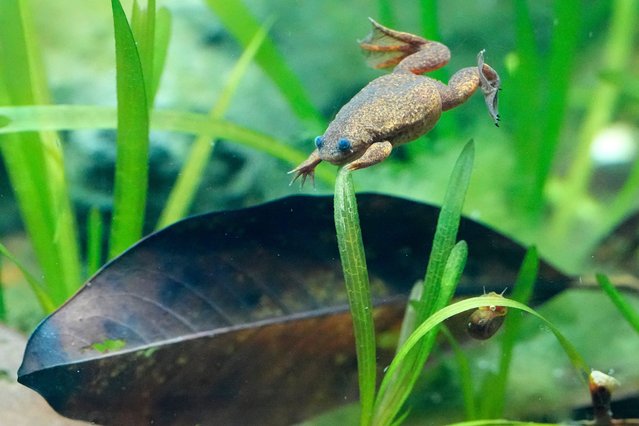 A Lake Oku Clawed Frog at London Zoo's new experience, The Secret Life of Reptiles and Amphibians ahead of its opening to the public on Friday March 29, in London, Monday, March 25, 2024. (Photo by Kirsty Wigglesworth/AP Photo)
