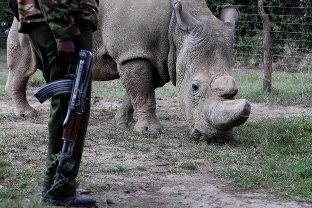 A police officer looks at a northern white rhino, only three of its kind left in the world, as it moves in an enclosed and constantly protected perimeter ahead of the Giants Club Summit of African leaders and others on tackling poaching of elephants and rhinos, Ol Pejeta conservancy near the town of Nanyuki, Laikipia County, Kenya, April 28, 2016. (Photo by Siegfried Modola/Reuters)