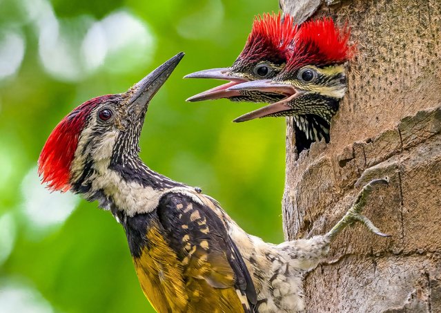 An adult black-rumped flameback woodpecker is pestered by a pair of hungry chicks in Rajarhat, India in the second decade of May 2024. (Photo by Kalyan Acharya/Solent News)