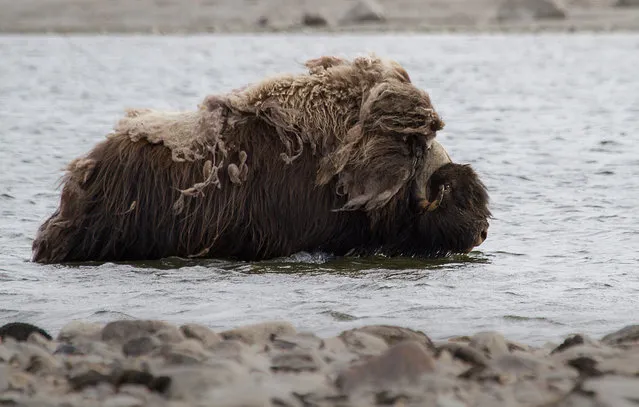 Wild Musk Oxen in Arctic Prairie in Russia