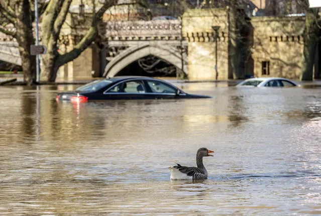A goose swims past cars stuck in flood water after the River Ouse overtopped its banks in York, England, Tuesday, February 22, 2022. Northern Europe has been battered by the third major storm in five days. Storm Franklin, which hit Sunday and Monday, killed at least two more people, bringing the week's death toll to 14. It also disrupted travel and prompted hundreds of flood alerts. (Photo by Danny Lawson/PA Wire via AP Photo)