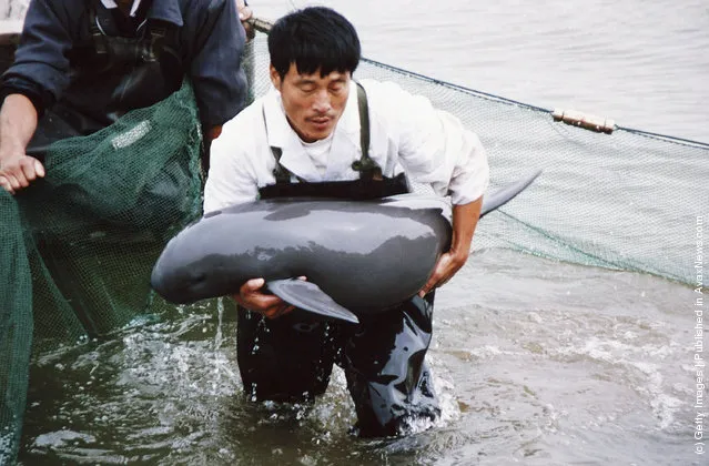 A worker carries a Finless Porpoise to shore to inspect it at the Tongling Freshwater Dolphin Nature Reserve