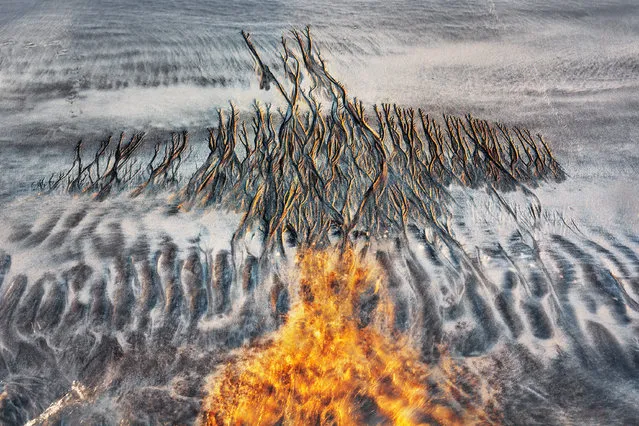 Runner-up, nature’s studio: The rebirth of Phoenix – Fortunato Gatto (Italy). “This image results not from sophisticated techniques or tricks but from a few days of contemplation which have triggered a new awareness in me. The phoenix rising from the sand is not only a texture created by the interplay of tides, above all it is a symbol of rebirth, which gave me the opportunity to see nature from a fresh perspective”. (Photo by Fortunato Gatto/2019 GDT European Wildlife Photographer of the Year)
