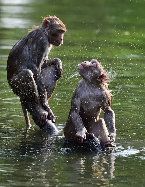 Monkeys sit on a rock after swimming in a pond during a hot summer day in Allahabad on April 12, 2022. (Photo by Sanjay Kanojia/AFP Photo)