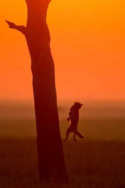 “African Fire”: Cheetah cub jumps from tree at sunset. (Photo by Paul Goldstein/Rex Features)