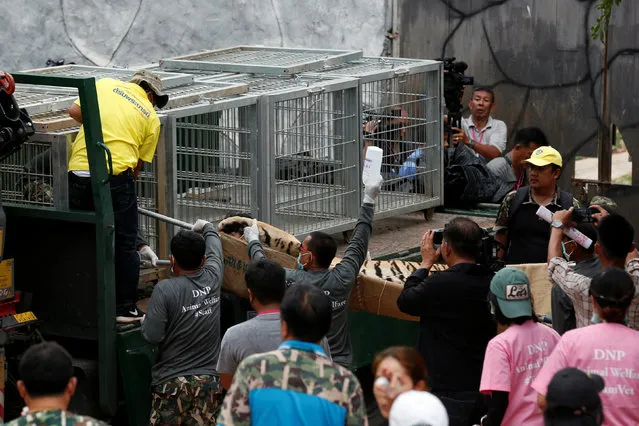 A sedated tiger is stretchered as officials start moving tigers from Tiger Temple, May 30, 2016. The government introduced new animal welfare laws in 2015 aimed at curbing animal abuse, but activists accuse authorities of not enforcing the legislation properly. (Photo by Chaiwat Subprasom/Reuters)