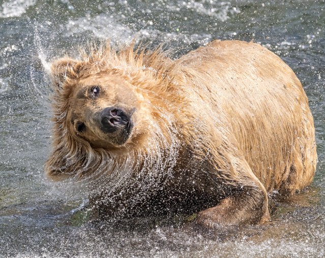 In between hunting for salmon on their annual run upstream from the ocean to gravel beds to lay eggs, bears shake the water off their fur, at Katami National Park in Alaska, US in the last decade of August 2024. (Photo by Wei Lian/Solent News)