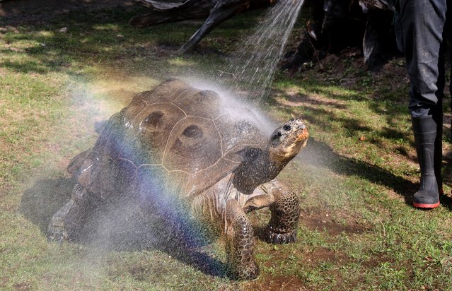 Galapagos giant tortoise Isabela Frieda gets a refreshing shower at Michelle Reichelt's zoo in Rostock, Mecklenburg-Western Pomerania, Germany on August 28, 2024. Summer is back with temperatures of around 30 degrees. (Photo by Bernd Wüstneck/Cover Images)