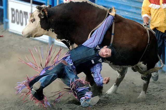 Elliot Jacoby of Fredricksburg, Texas, gets his hand tied up in the rope while being twisted around by a bull named Whirlpool at the PRCA Rodeo held at the Greeley Stampede Arena in Greeley, Colo,, Sunday, June 29, 2014. (Photo by Jim Rydbom/AP Photo/The Greeley Tribune)