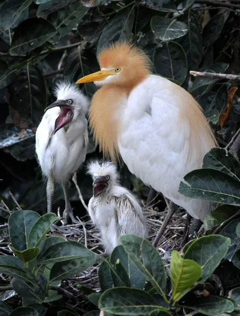 A grey egret with her newborn chicks sits on her nest on the banks of the Brahmaputra River in Guwahati, India on May 25, 2012