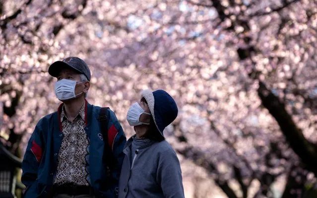 A couple wearing face masks, following an outbreak of coronavirus, enjoys watching cherry blossom in Saitama Prefecture, Japan, March 6, 2020. (Photo by Athit Perawongmetha/Reuters)
