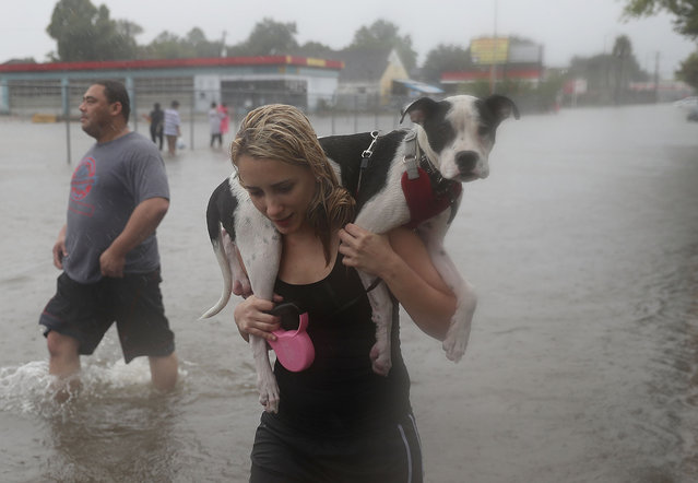Naomi Coto carries Simba on her shoulders as they evacuate their home after the area was inundated with flooding from Hurricane Harvey on August 27, 2017 in Houston, Texas. Harvey, which made landfall north of Corpus Christi late Friday evening, is expected to dump upwards to 40 inches of rain in Texas over the next couple of days. (Photo by Joe Raedle/Getty Images)
