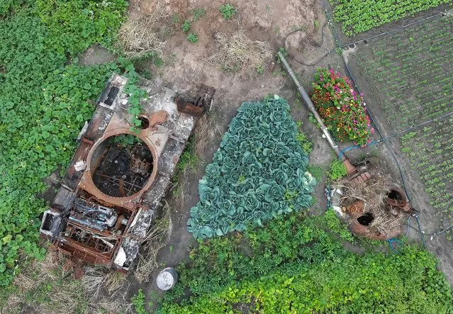 An aerial photo made from a drone shows vegetables grow around of the debris of a Russian tank at a garden in the village of Velyka Dymerka, Kyiv area, Ukraine, 04 August 2022. The wreckage of the tank remained in the garden after Russian troops were pushed out from the Kyiv region and locals planted flowers and vegetables between its debris. Velyka Dymerka as well as other towns and villages in the northern part of the Kyiv region, became battlefields, heavily shelled, causing death and damage when Russian troops tried to reach the Ukrainian capital of Kyiv in February and March 2022. (Photo by Sergey Dolzhenko/EPA/EFE/Rex Features/Shutterstock)
