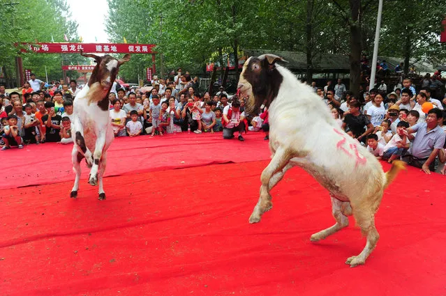 Goats fight with each other during a local event in Linquan county, Anhui Province, China, July 9, 2016. (Photo by Reuters/Stringer)