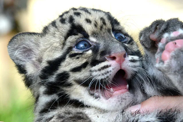 One of the worlds most endangered species could have a new super-cute saviour. Staff at the Lowry Park Zoo in Tampa, Florida have welcomed the arrival of a male clouded leopard kitten on 7th March to proud parents Yim and Malee, who arrived at the zoo in 2011 when they were six months old. Mother and baby are both doing well, with the zoos newest arrival tipping the scales at just over 500 grams already and showing signs that he will be able to walk in the next few weeks. (Photo by Caters News Agency)