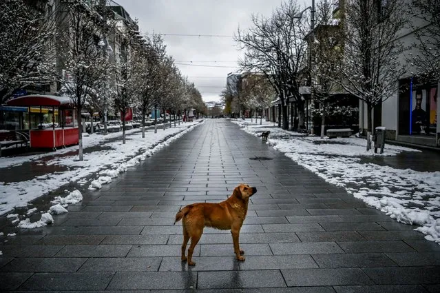 A stray dog stands on a snow-covered deserted square in Pristina on April 1, 2020, during a government-imposed curfew from 5pm to 5am, as part of preventive measures against the spread of the COVID-19, the novel coronavirus. (Photo by Armend Nimani/AFP Photo)