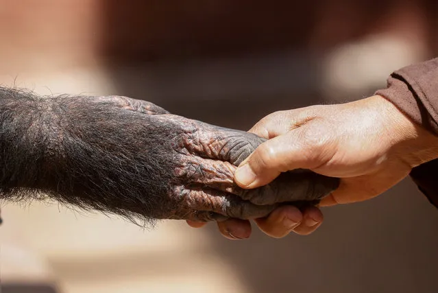 Giza Zoo keeper, Mohamed Aly touches the hand of a chimpanzee called “Jolia” as she reaches through the cage bars, after the zoo was closed to help prevent the spread of coronavirus disease (COVID-19), on the outskirts of Cairo, Egypt on April 2, 2020. (Photo by Amr Abdallah Dalsh/Reuters)