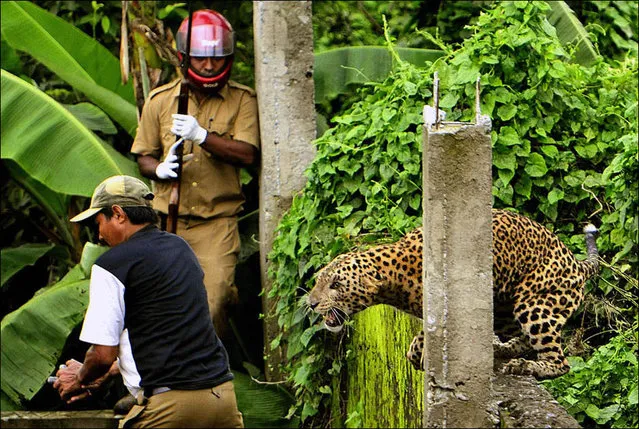 Leopard Attacks Villagers In India